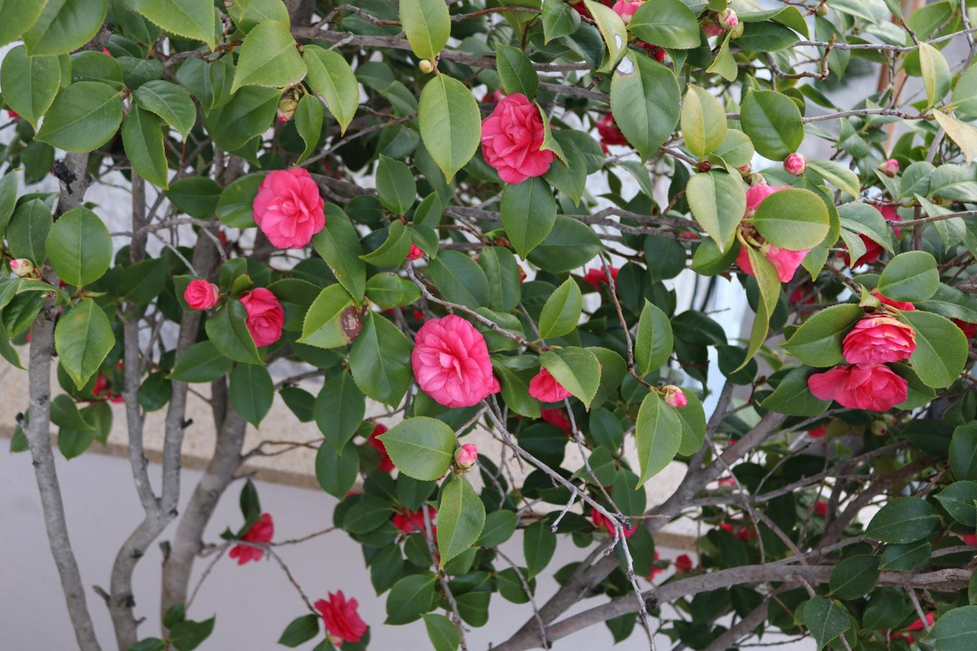 Lovely Studio With Beautiful Garden Kavala Exterior foto